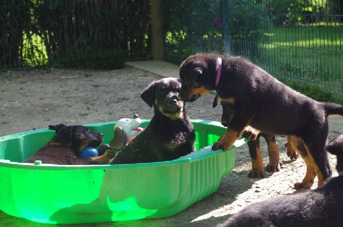 De la noé du jardin - Le bonheur des bébés chiens ...
