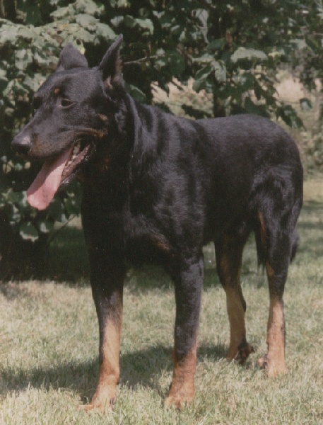 Bull De l'ouragan celeste