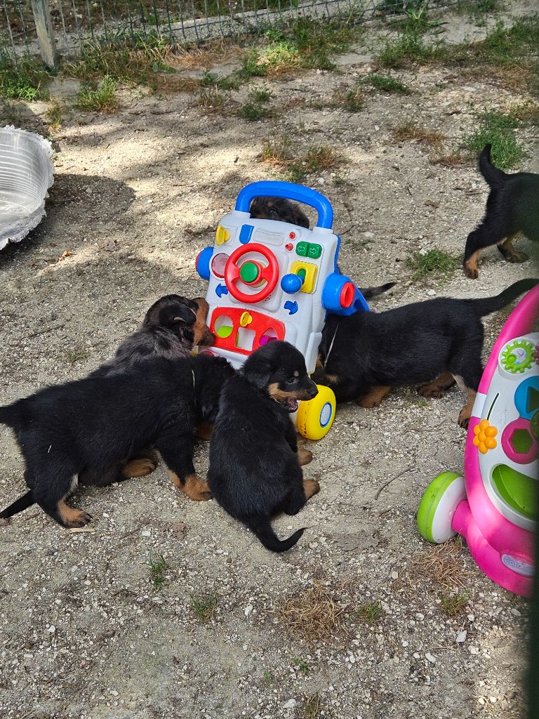 chiot Berger de Beauce De la noé du jardin