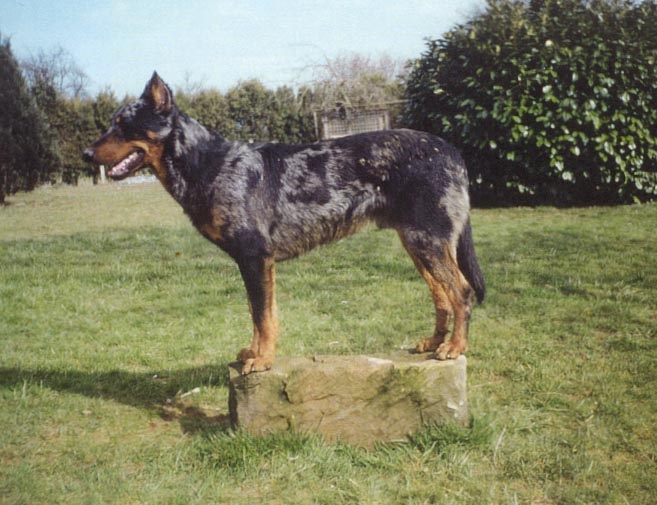 Oliver blue De la noé du jardin