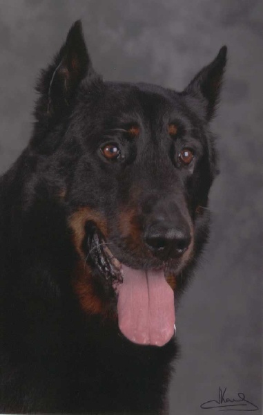 CH. Orak De la noé du jardin