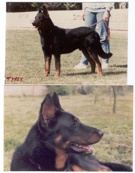 Tyrex De la noé du jardin