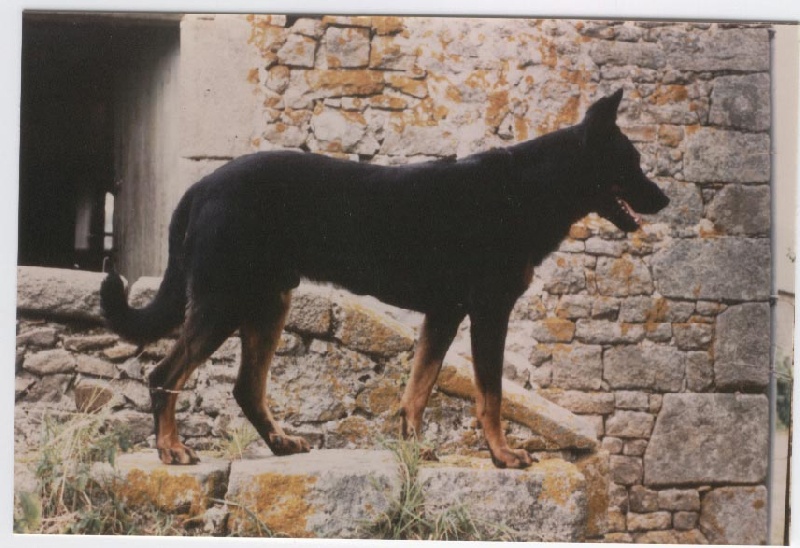 Regent De la noé du jardin