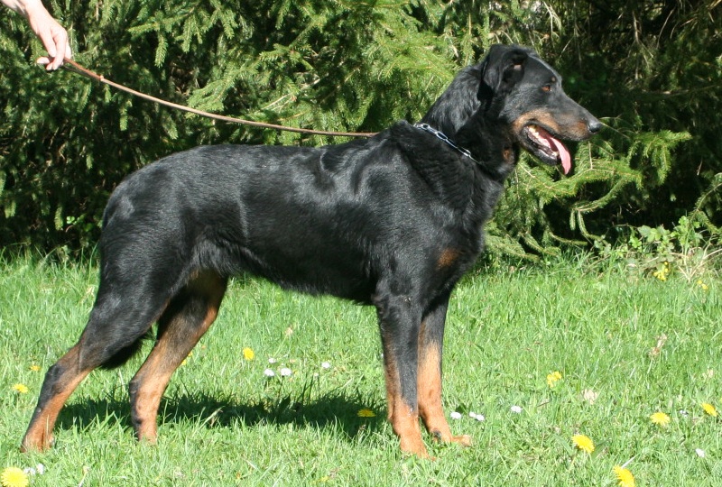 Comete De la noé du jardin