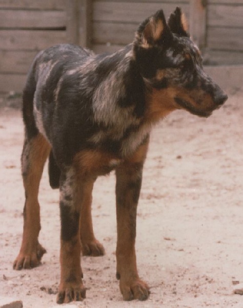 Hiroise bleue De la noé du jardin