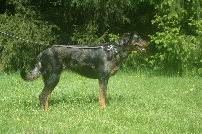 Iroise bleue De la noé du jardin