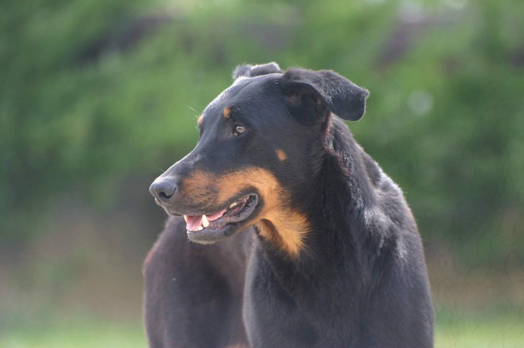 Iana De la noé du jardin