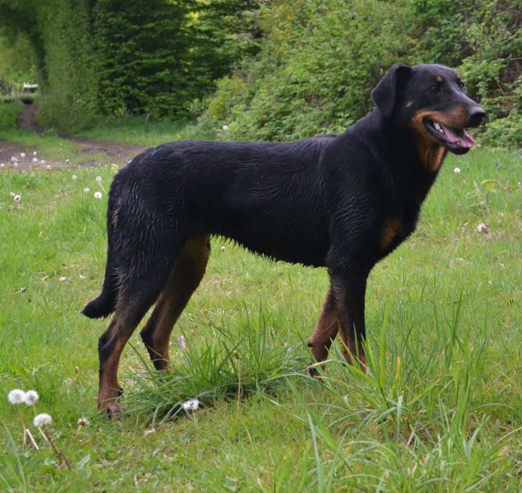 Houlette De la noé du jardin