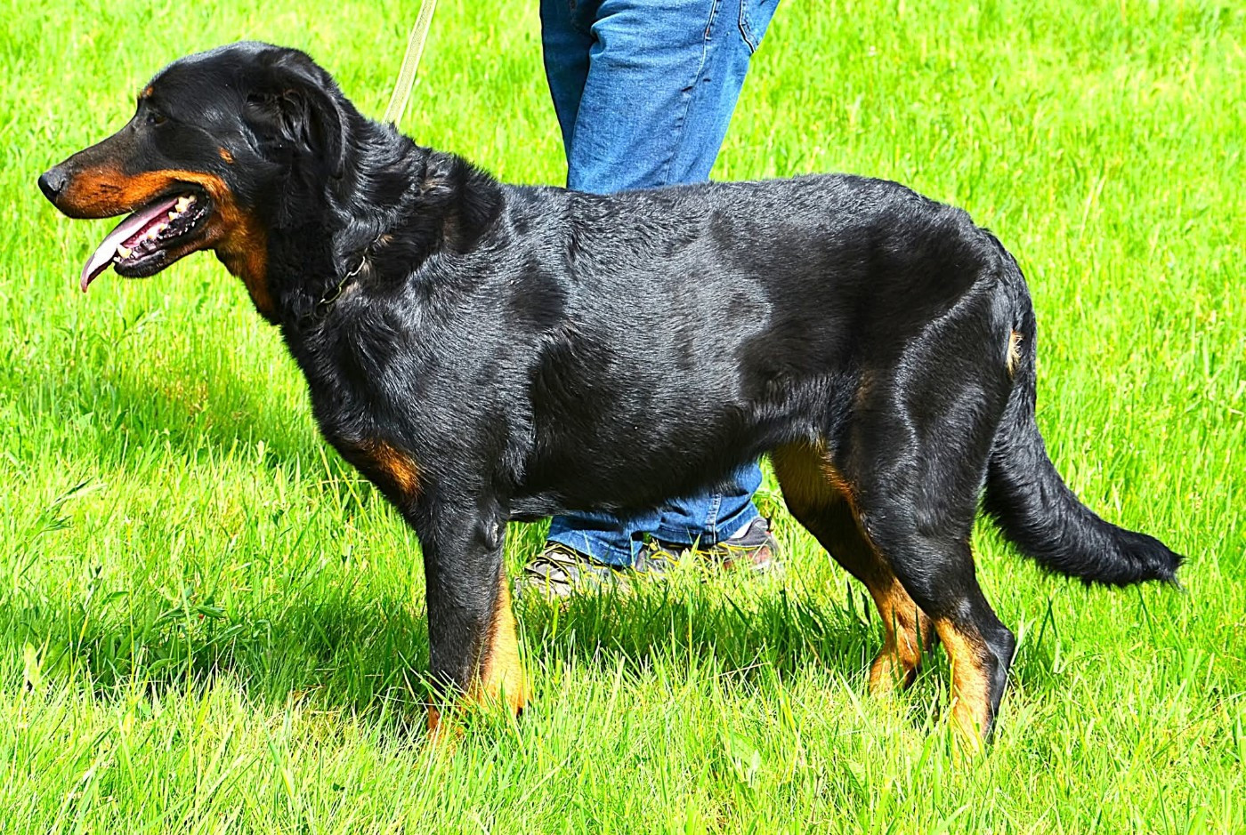 Shanel-solly de La Haie d'Ipson