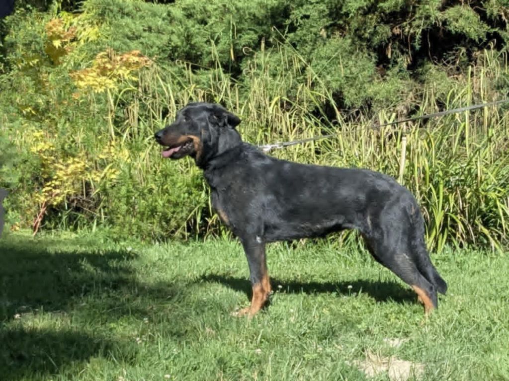 Shanel-solly de La Haie d'Ipson