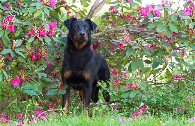 De la noé du jardin - Chiots DARJEELING