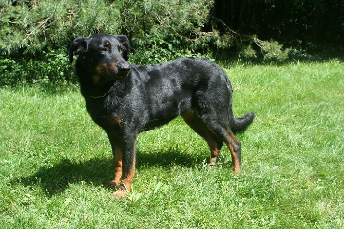 De la noé du jardin - NAISSANCES CHIOTS DARJEELING VERS LE 15