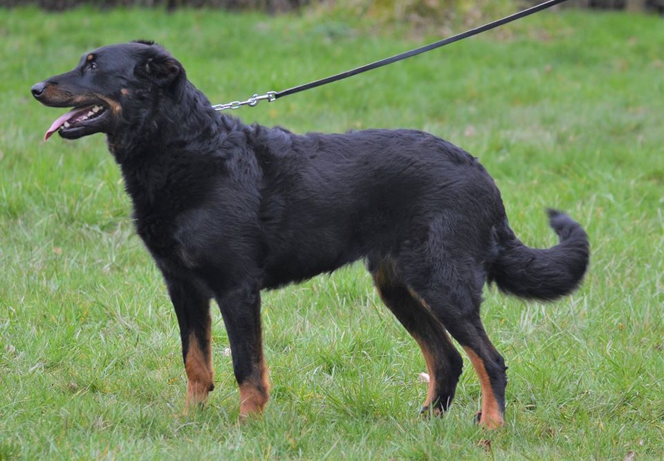 De la noé du jardin - CHIOTS