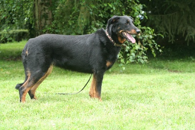 De la noé du jardin - METZ CHAMPIONNAT DE FRANCE