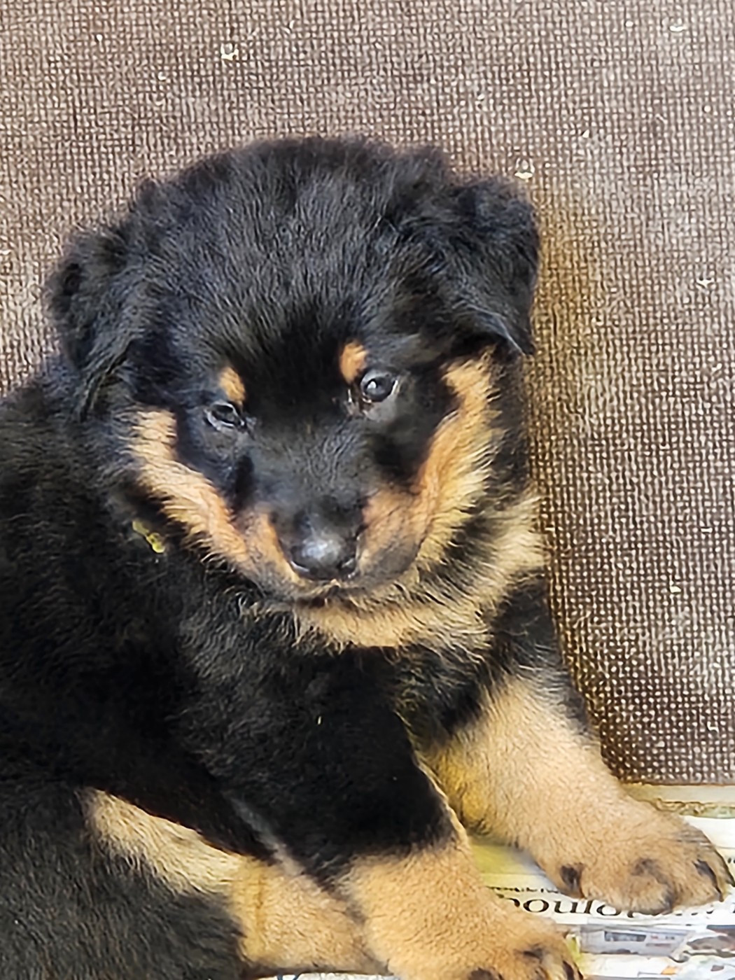 De la noé du jardin - Chiots disponibles - Berger de Beauce