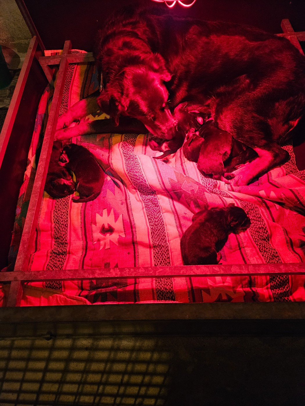 Chiot Berger de Beauce De la noé du jardin