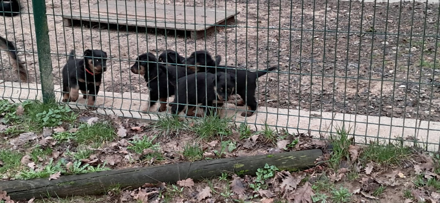 De la noé du jardin - Chiots disponibles - Berger de Beauce