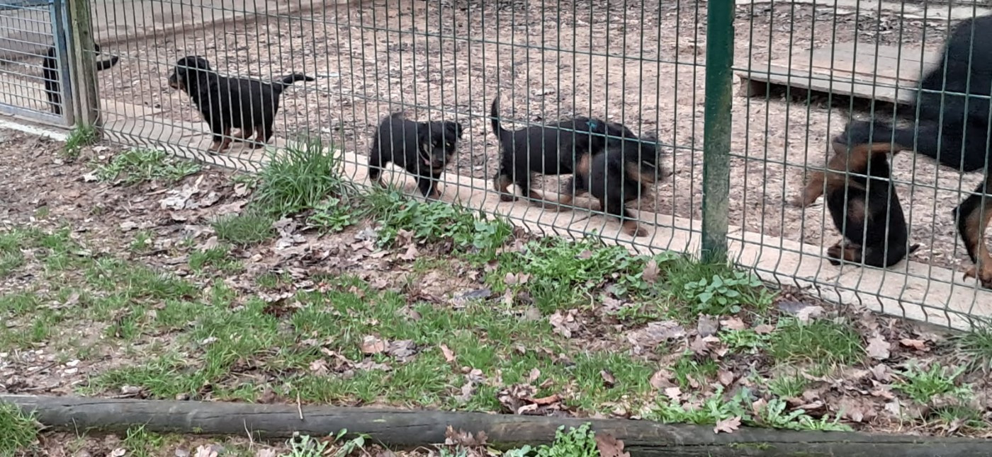 De la noé du jardin - Berger de Beauce - Portée née le 22/11/2025