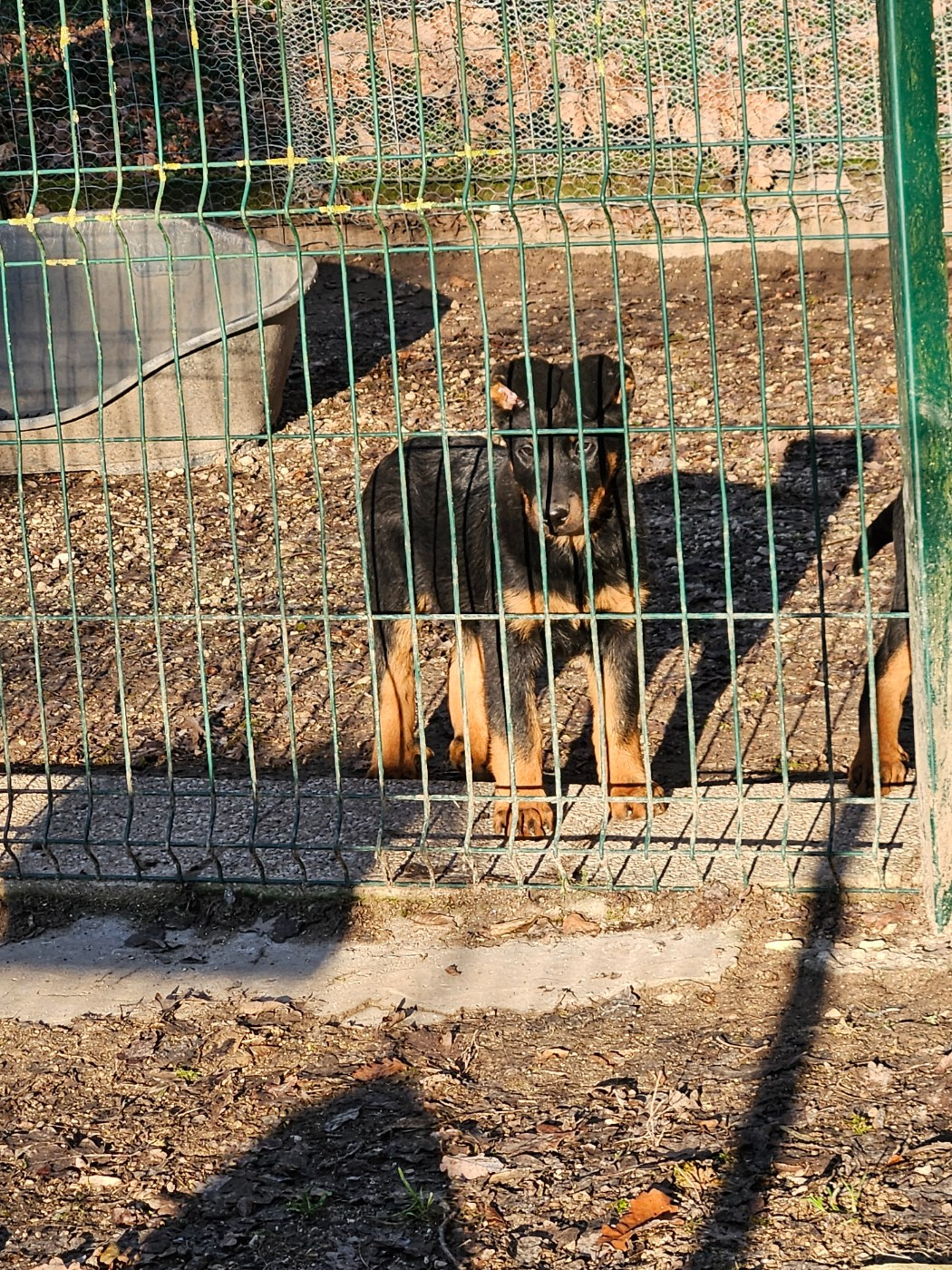 De la noé du jardin - Chiots disponibles - Berger de Beauce