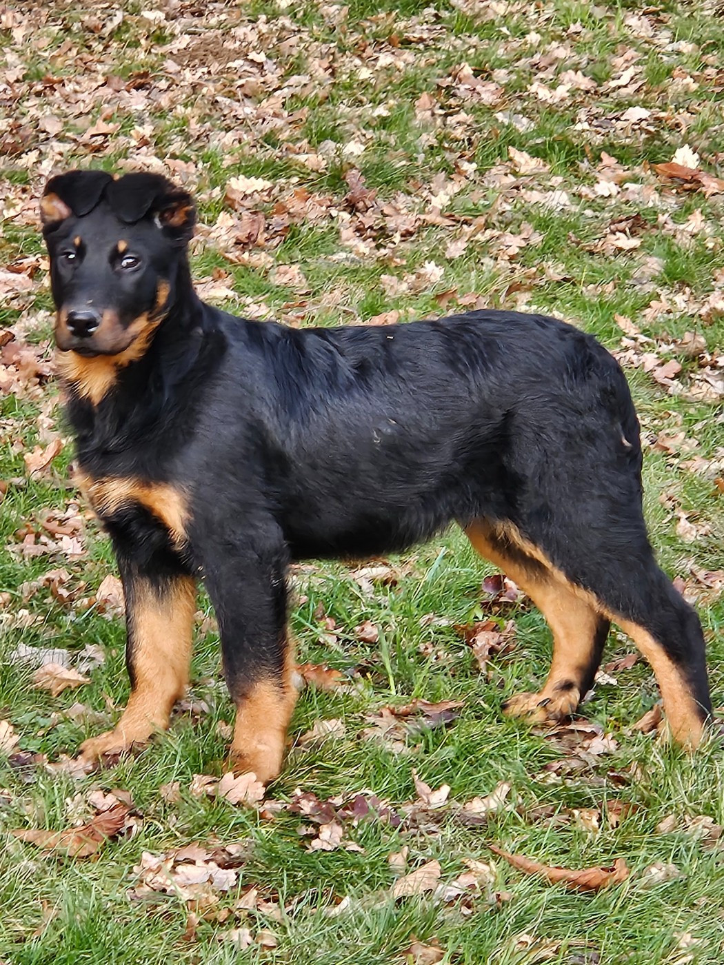 De la noé du jardin - Chiots disponibles - Berger de Beauce