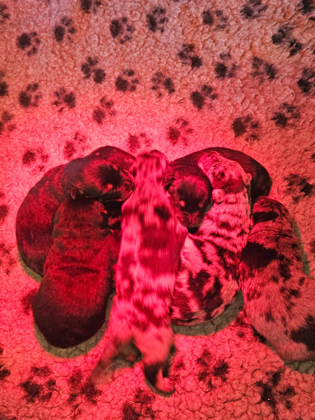 De la noé du jardin - Chiots disponibles - Berger de Beauce