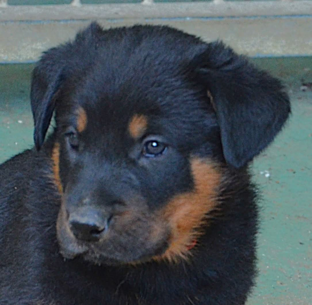 De la noé du jardin - Chiots disponibles - Berger de Beauce