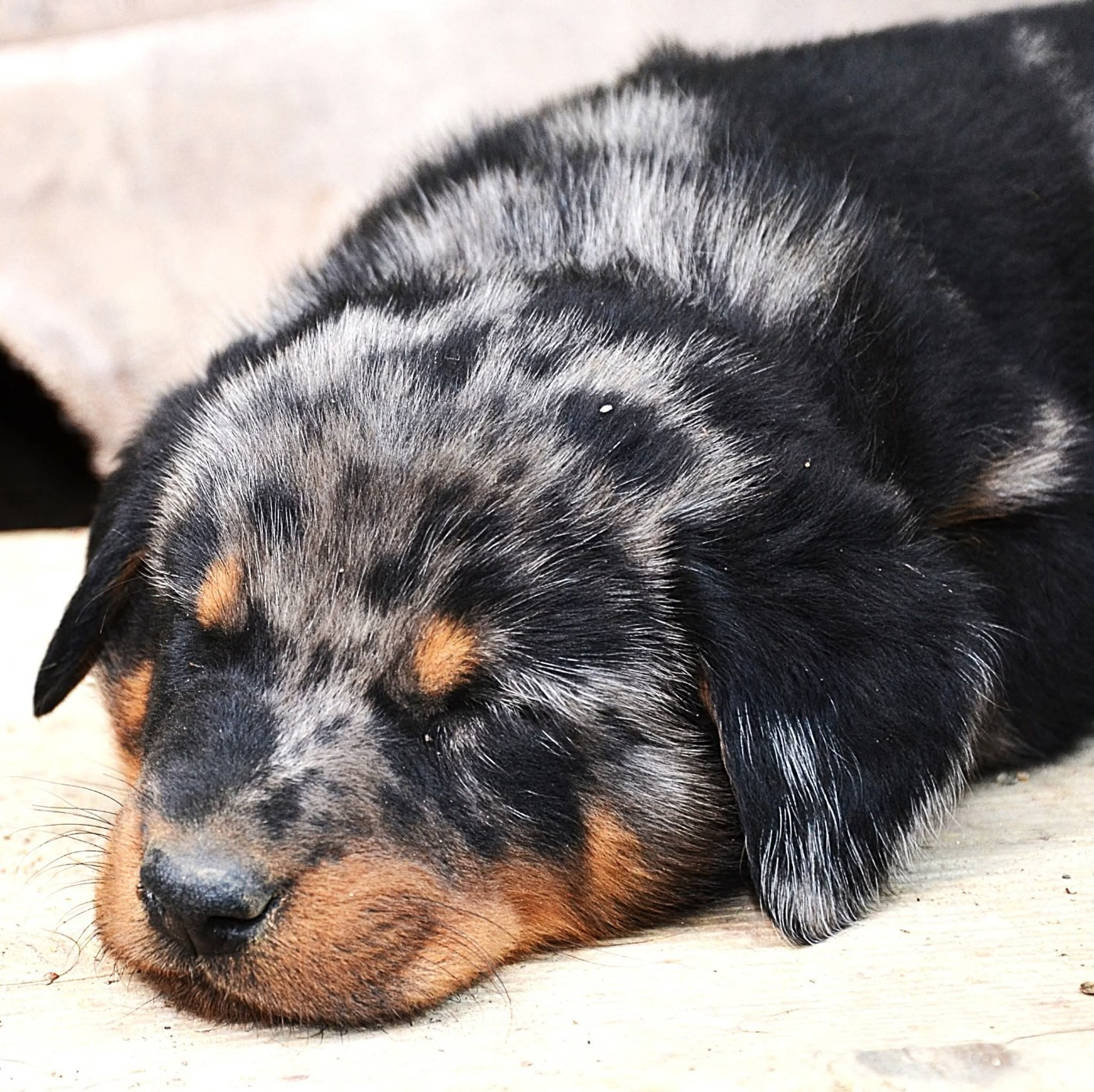 De la noé du jardin - Chiots disponibles - Berger de Beauce