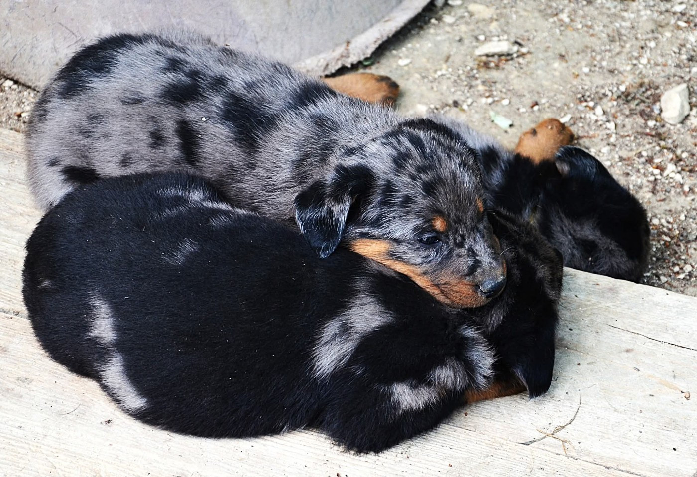 De la noé du jardin - Chiots disponibles - Berger de Beauce