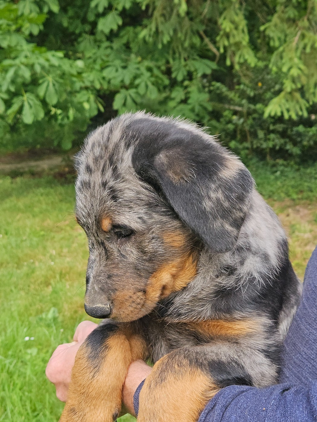De la noé du jardin - Chiots disponibles - Berger de Beauce