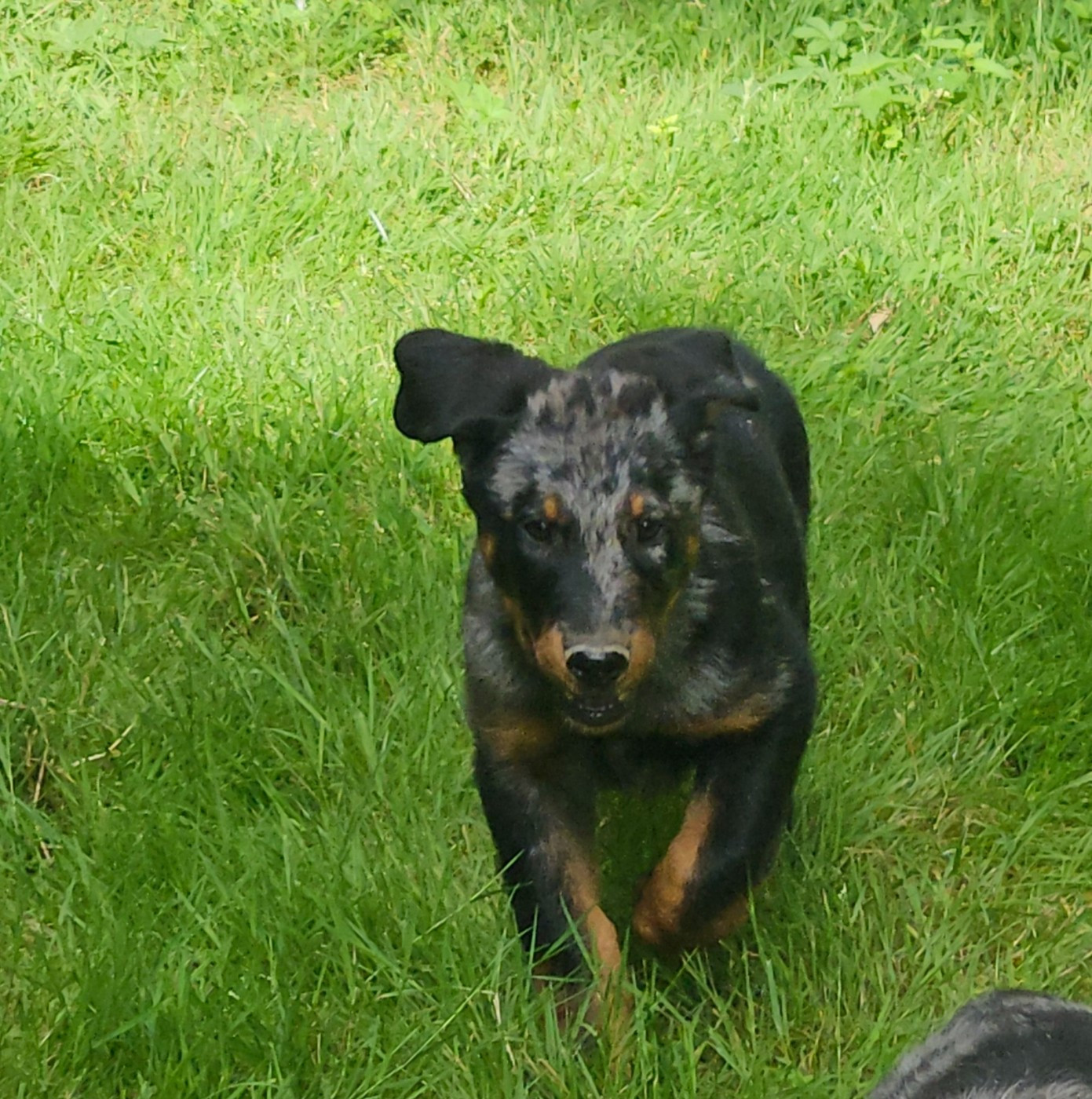 De la noé du jardin - Chiots disponibles - Berger de Beauce