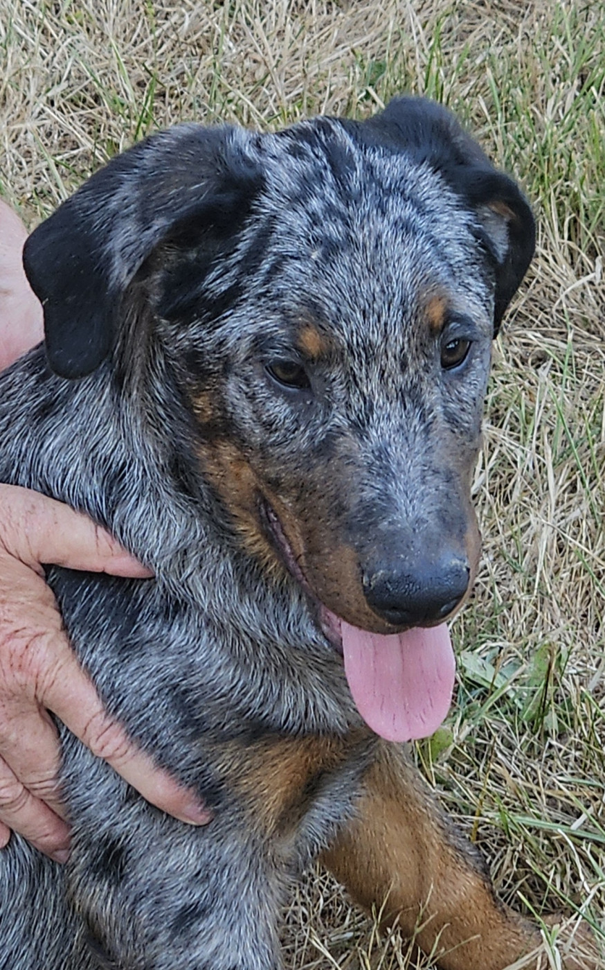 De la noé du jardin - Chiots disponibles - Berger de Beauce