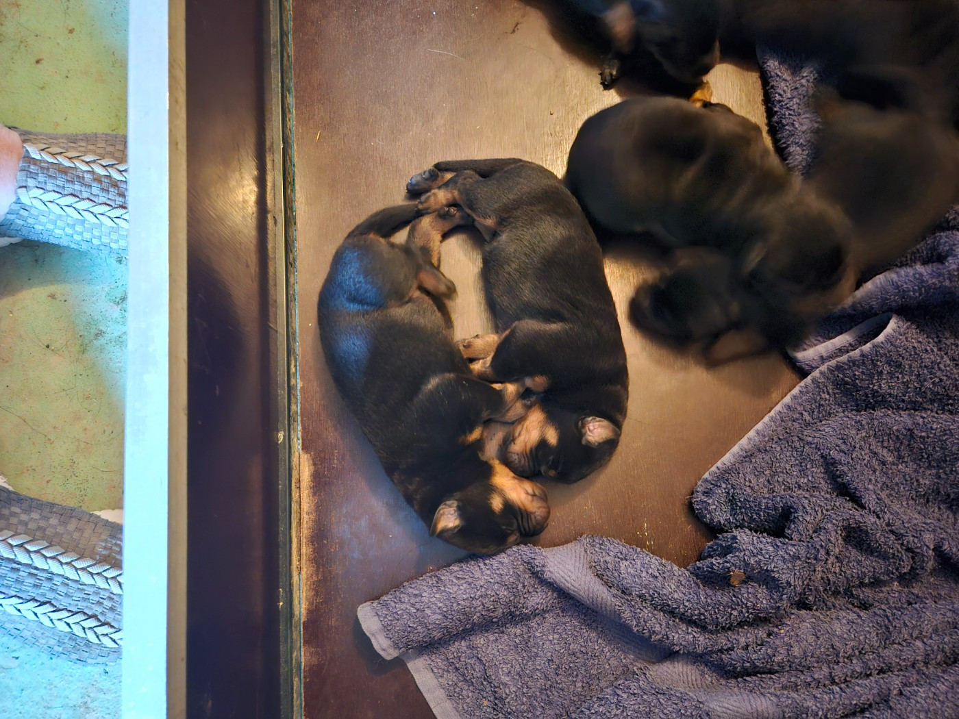 De la noé du jardin - Chiots disponibles - Berger de Beauce