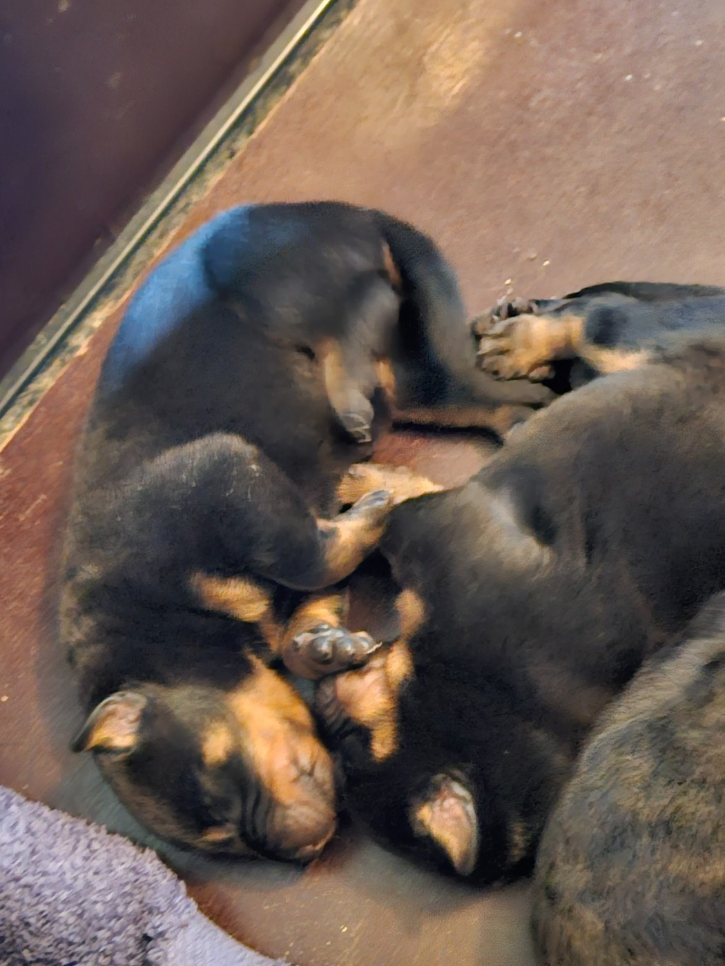 De la noé du jardin - Chiots disponibles - Berger de Beauce