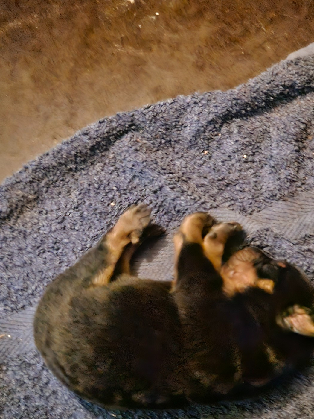 De la noé du jardin - Chiots disponibles - Berger de Beauce