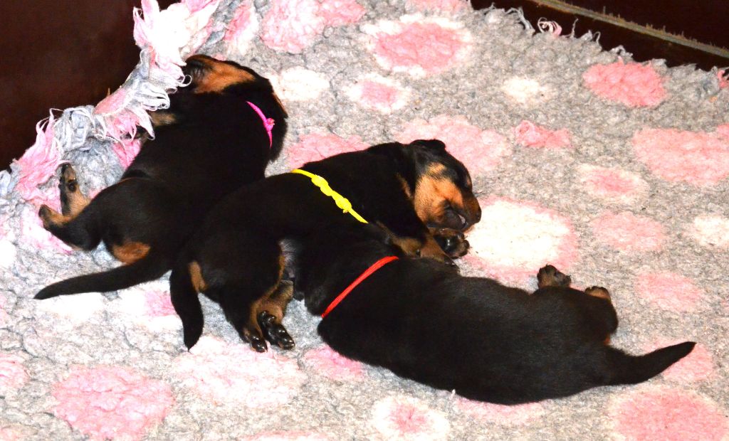 Chiot Berger de Beauce De la noé du jardin