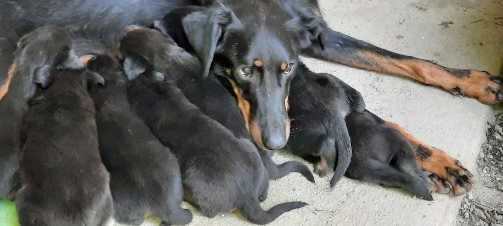 Chiot Berger de Beauce De la noé du jardin