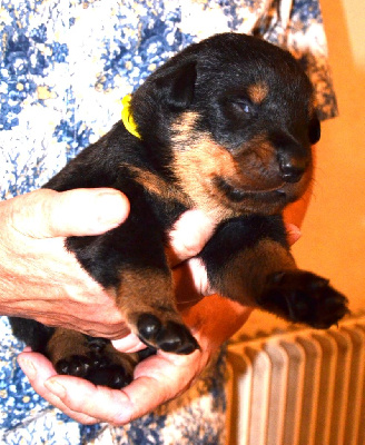 CHIOT