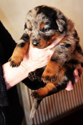 CHIOT 2 ARLEQUINE