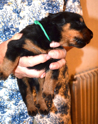 CHIOT