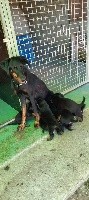 CHIOT
