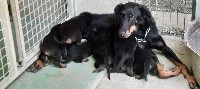 CHIOT