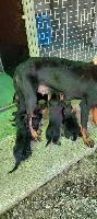 CHIOT