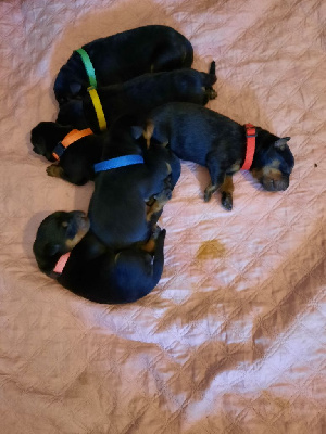 CHIOT
