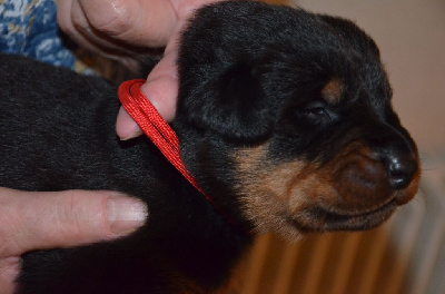 CHIOT