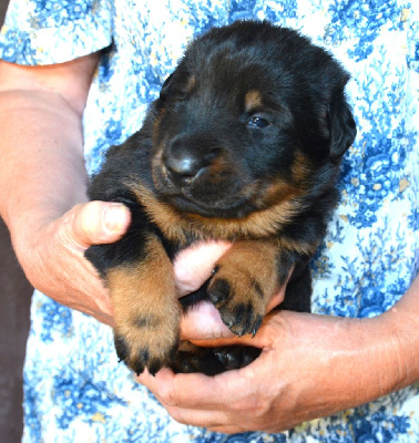 CHIOT