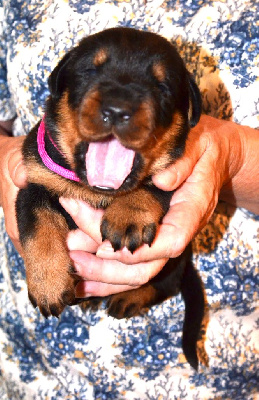 CHIOT